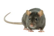 rats et souris